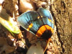 Egybolis vaillantina