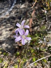 Philotheca salsolifolia