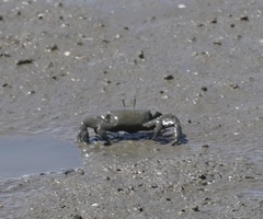 Venitus latreillei