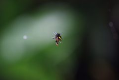 Gasteracantha westringi
