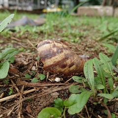 Lissachatina fulica