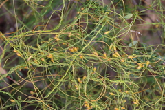 Cassytha glabella dispar