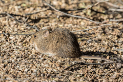 Sigmodon arizonae