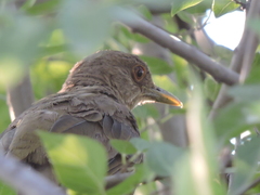 Turdus grayi