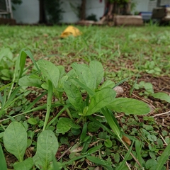 Ruellia tuberosa