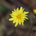 Microseris walteri - Photo (c) Garry French, some rights reserved (CC BY-NC), uploaded by Garry French