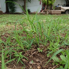 Poaceae