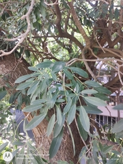 Alstonia scholaris