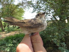 Muscicapa striata striata