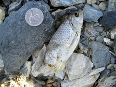 Semotilus corporalis