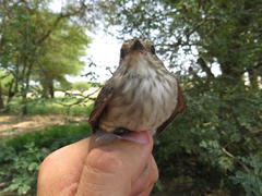 Muscicapa striata striata