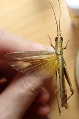 Erythropomala amaena