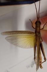 Erythropomala amaena