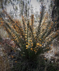 Pultenaea scabra