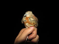 Turnix sylvaticus lepurana