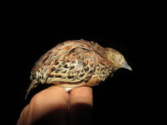 Turnix sylvaticus lepurana