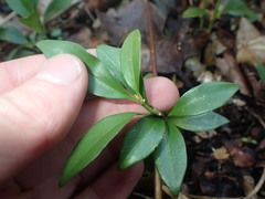 Sarcococca ruscifolia
