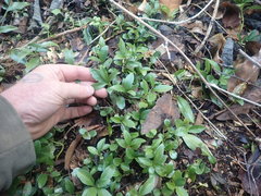 Sarcococca ruscifolia