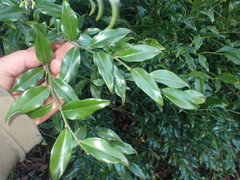 Sarcococca ruscifolia