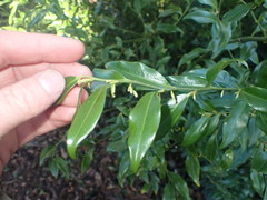 Sarcococca ruscifolia
