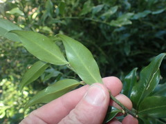 Sarcococca ruscifolia