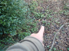 Sarcococca ruscifolia