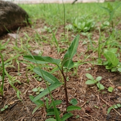 Ipomoea aquatica
