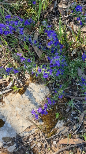 Image of Dampiera rosmarinifolia by (c) Rosalie Lawrence, some rights reserved (CC BY)