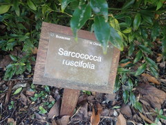 Sarcococca ruscifolia