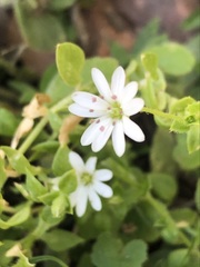 Stellaria flaccida