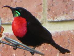 Chalcomitra senegalensis gutturalis