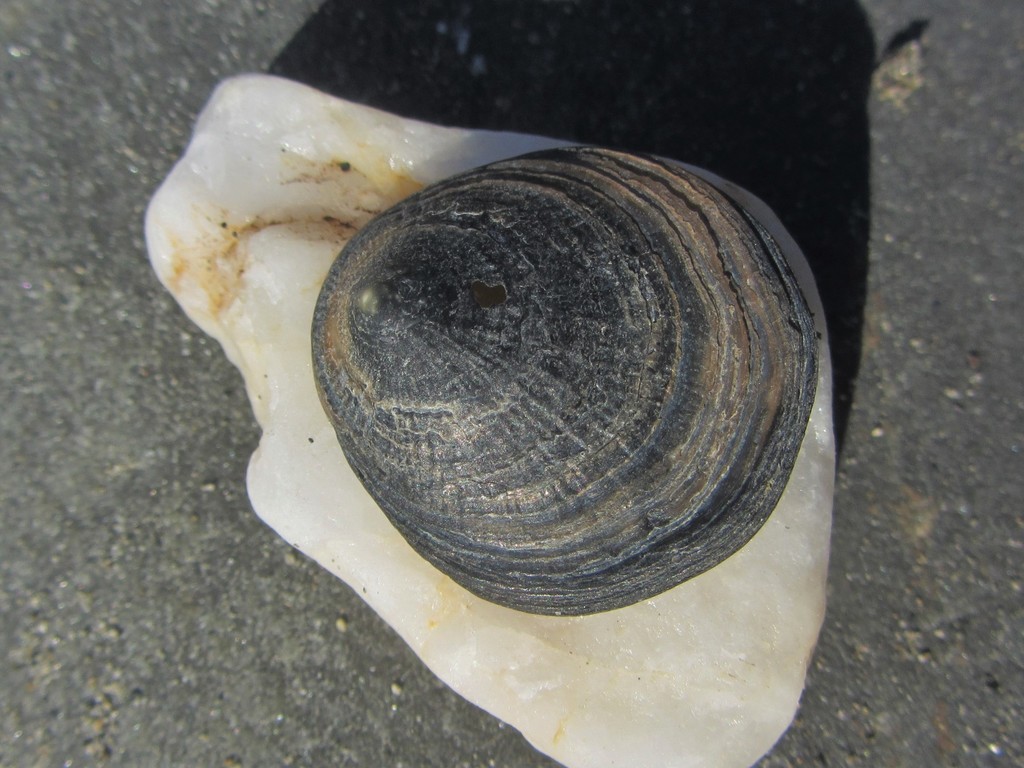 Discradisca cumingii