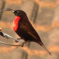 Chalcomitra senegalensis gutturalis