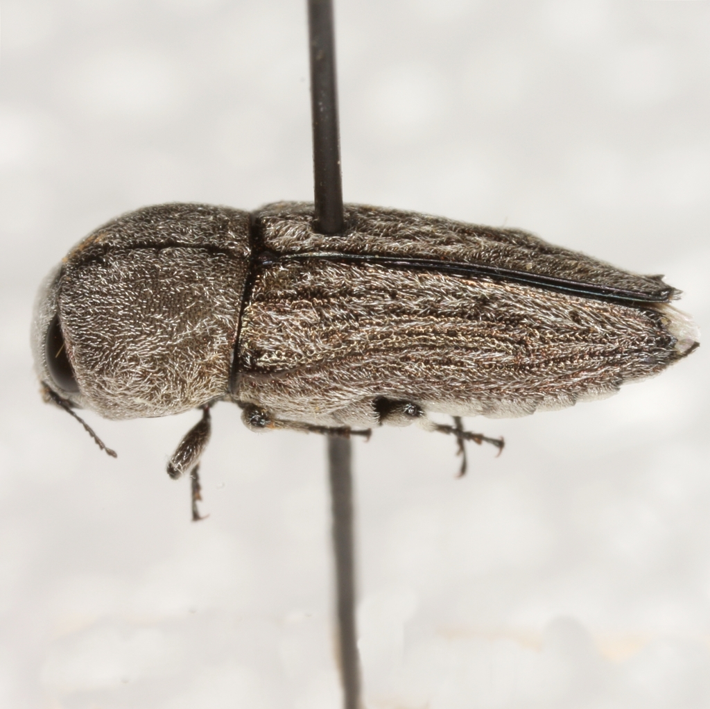 Paratyndaris crandalli