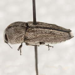 Paratyndaris crandalli