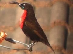 Chalcomitra senegalensis gutturalis