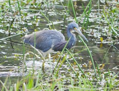 Egretta tricolor image