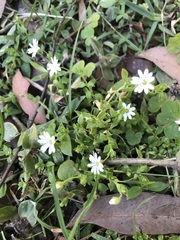 Stellaria flaccida
