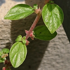 Pouzolzia