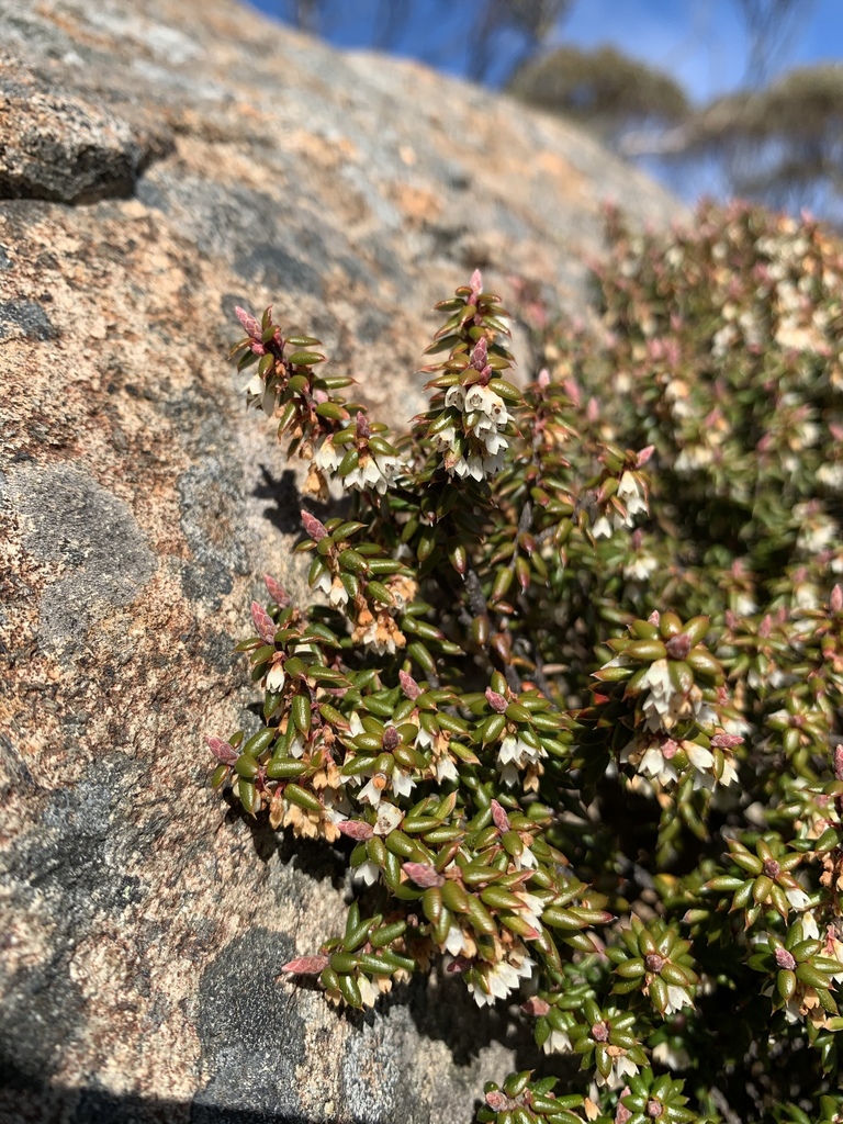 Monotoca empetrifolia