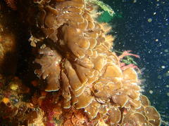 Exallosorus harveyanus