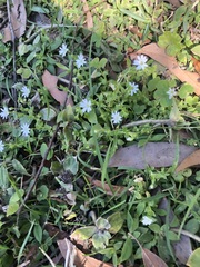 Stellaria flaccida