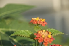 Lantana camara