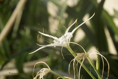 Hymenocallis speciosa