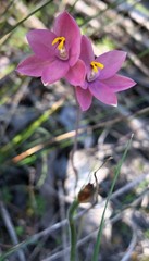 Thelymitra × macmillanii