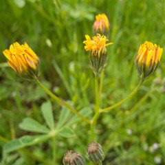 Crepis vesicaria taraxacifolia