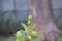Hibiscus rosa-sinensis