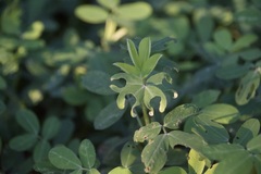 Arachis pintoi