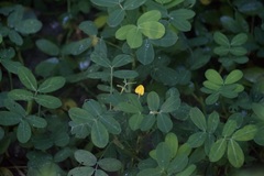 Arachis pintoi
