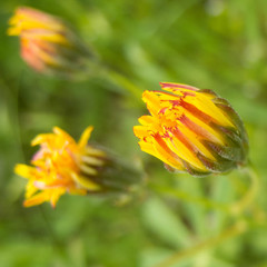 Crepis vesicaria taraxacifolia